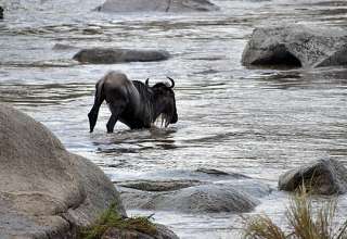 wildebeest struggling against a crocodile