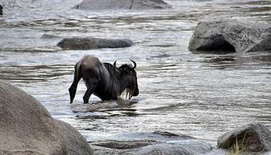 wildebeest struggling against a crocodile