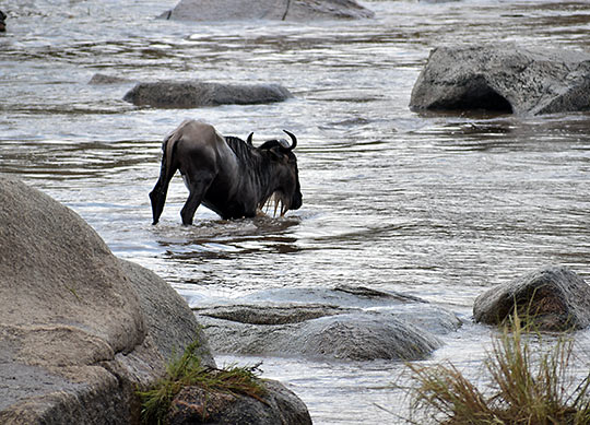 wildebeest struggling against a crocodile