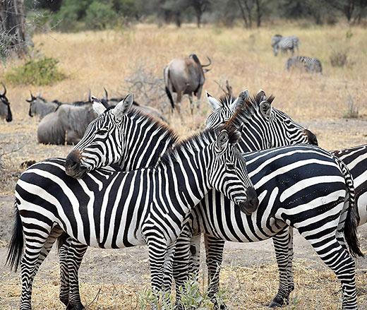 zebras at the Serengeti