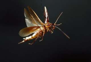flying cockroach