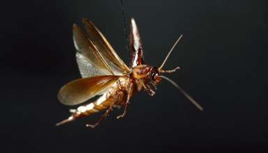 flying cockroach