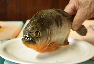 piranha