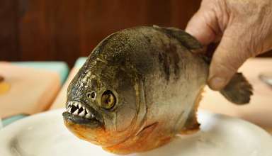 piranha