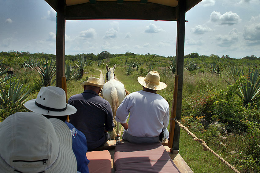 trekking to the agave fields at Sotuta de Peon Hacienda