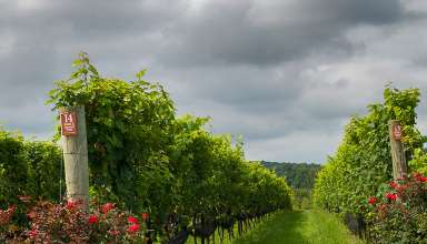 Stone Tower vineyards