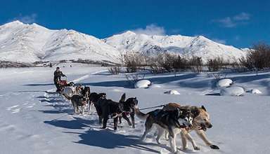 sled dogs, Alaska