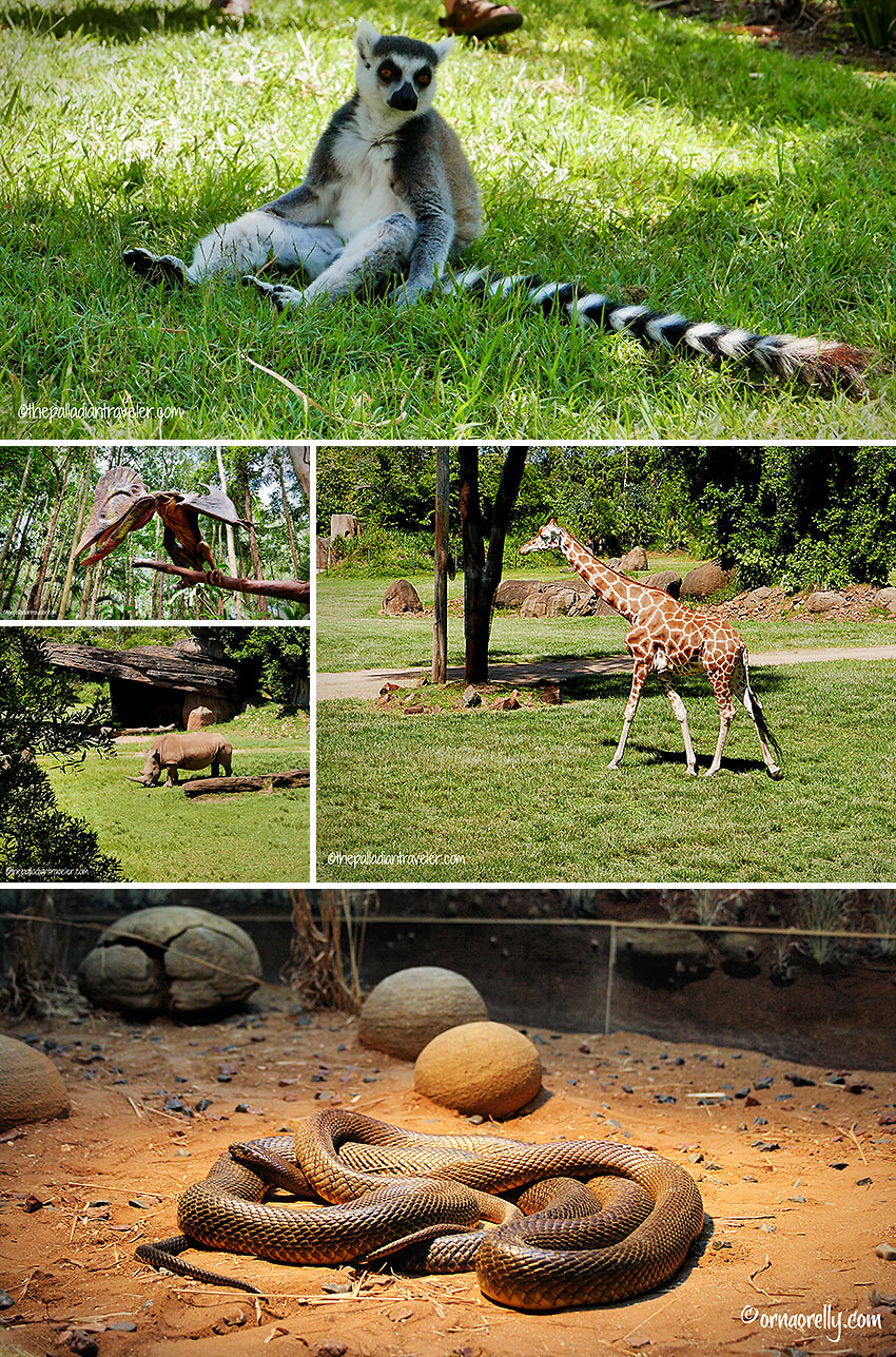 wildlife at the Australian Zoo including a lemur and animals at the African Savannah