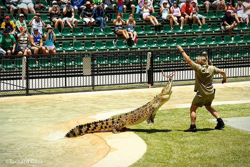 Steve Irwin feeding a crocodile at the Australia Zoo, December 27, 2005