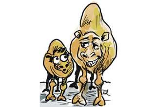Joke of the Week preview: Camel Talk