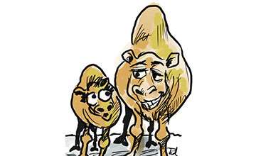 Joke of the Week preview: Camel Talk