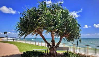 Costal Pathway scene