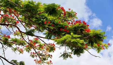 red flowers on tree