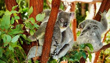 koalas at the zoo
