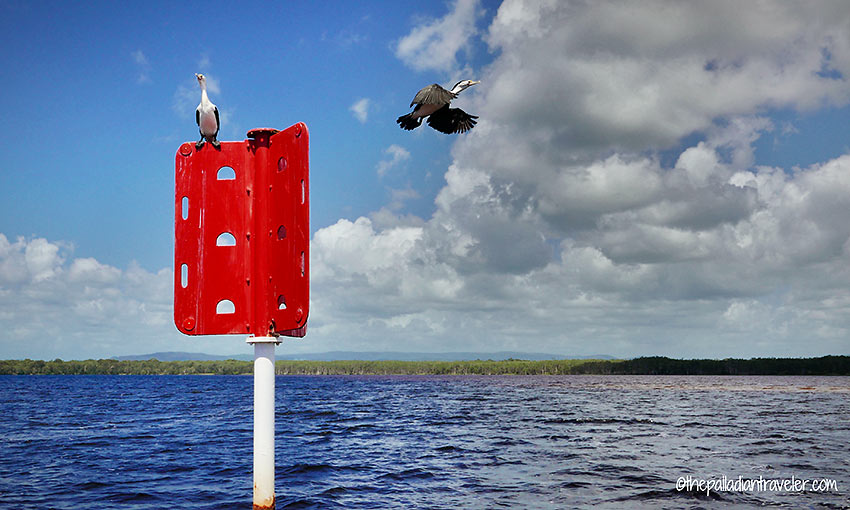 two inhabitants of the Noosa Everglades