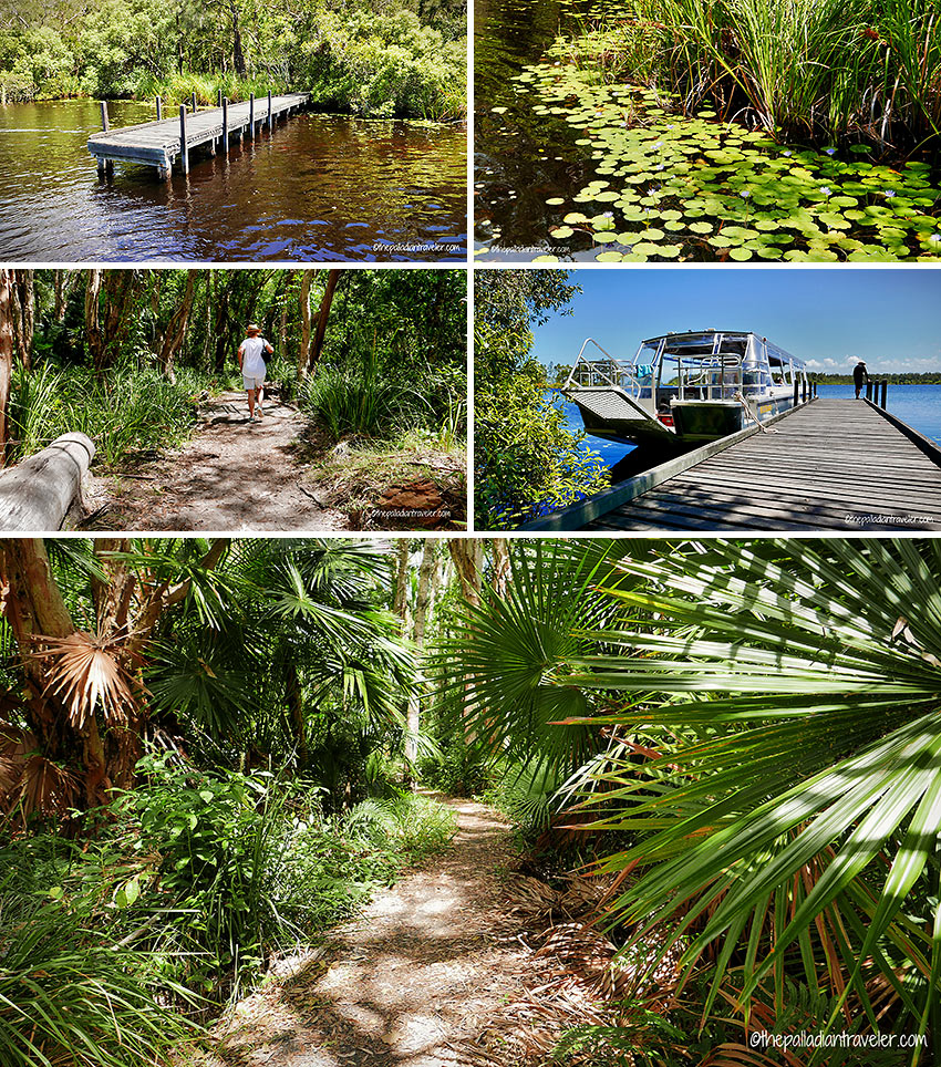 the wetlands and footpaths through the Noosa Everglades wilderness
