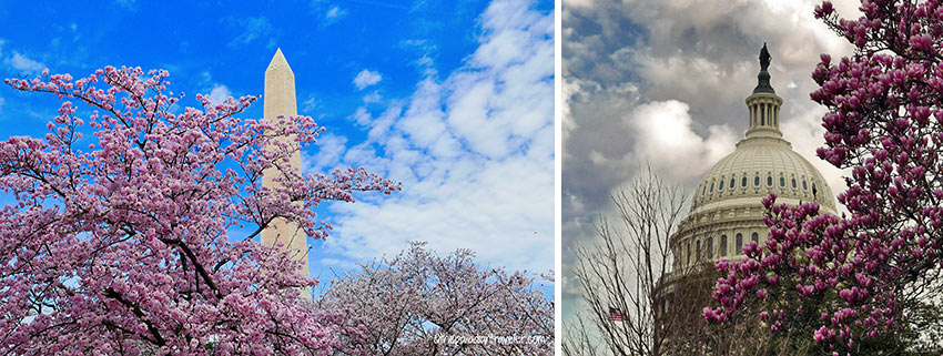 cherry blossoms near the Washington Monument and the Capitol Building
