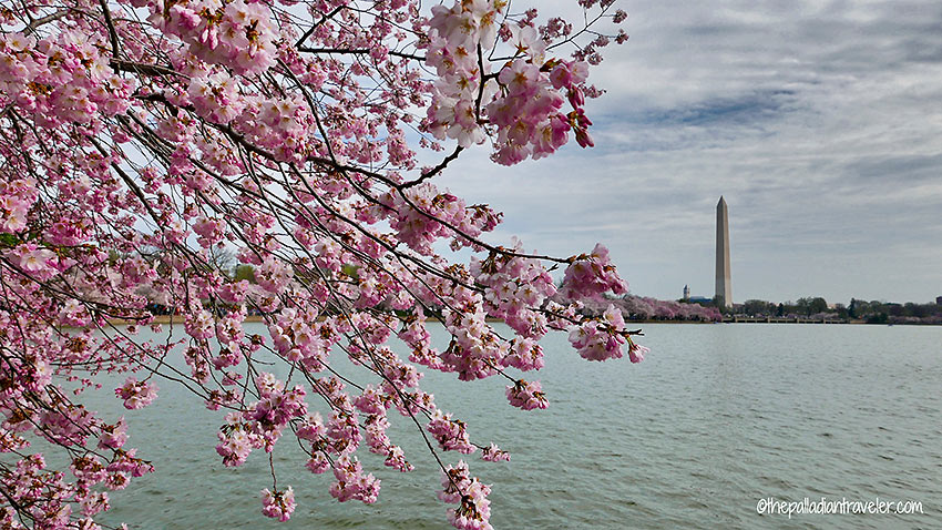 cherry tree blossoms at the Tidal Basin with the Washington Monument in the background