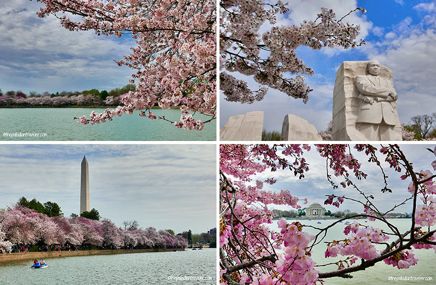 cherry blossoms in different parts of Washington DC