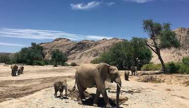 desert elephants at the Skeleton Coast