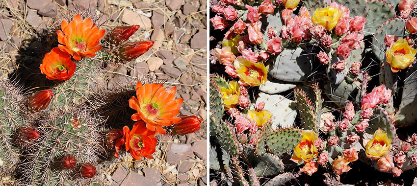 flowers at the Grand Canyon