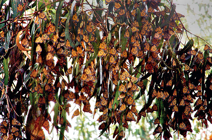 Monarch Butterflies