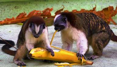 monkeys