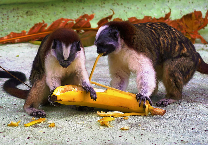 monkeys