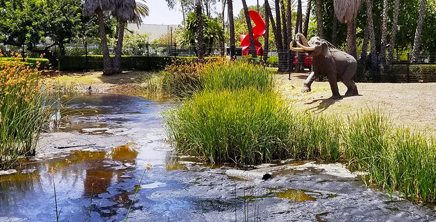 asphalt pool at the La Brea Tar Pits