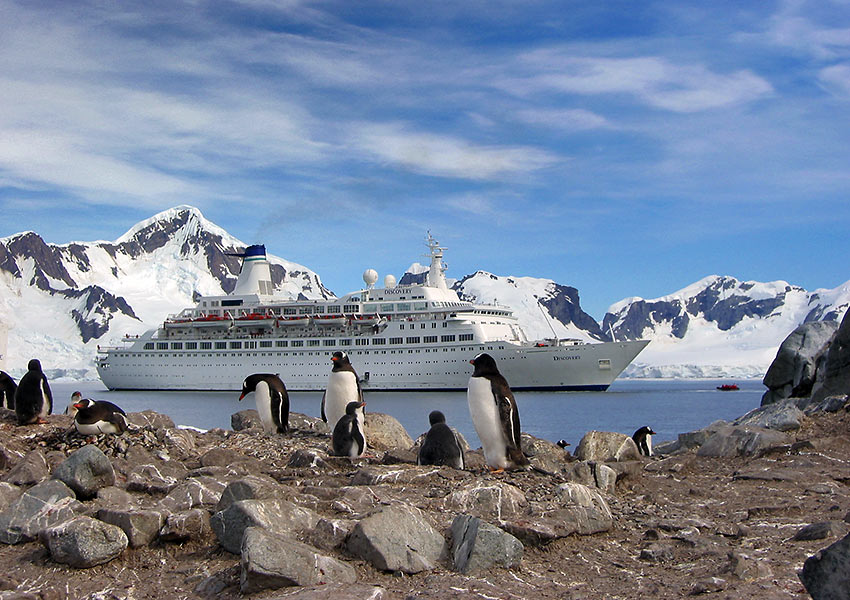 penguins with the MV Discovery in the background