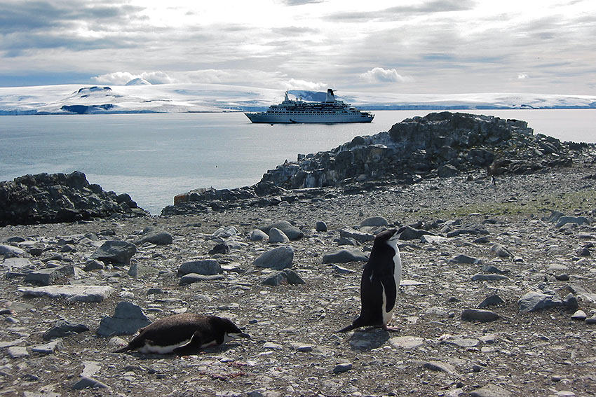 penguins on MV Discovery Antarctica tour
