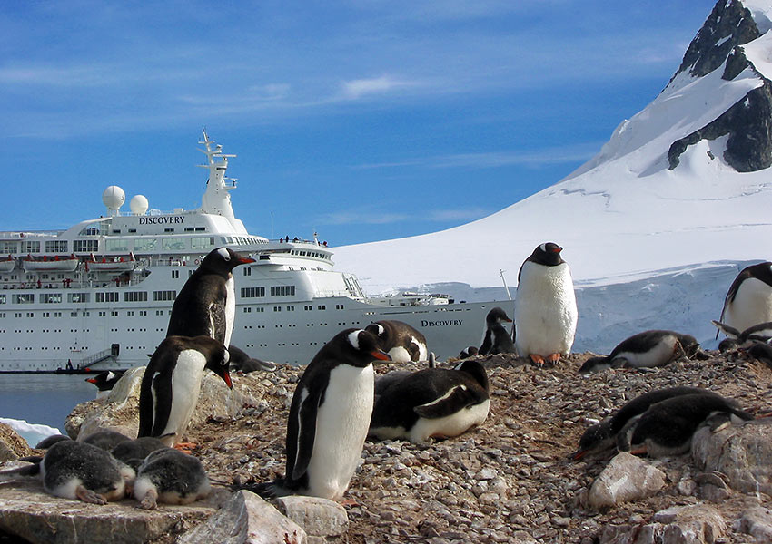 chinstrap penguins up close