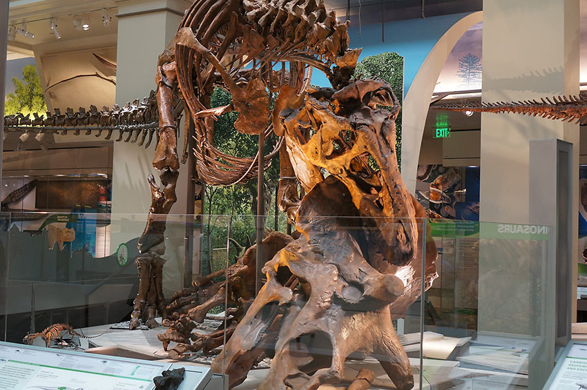 T-Rex and triceratops fossils exhibit at Fossil Hall