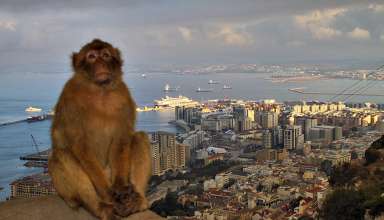 Barbary monkey with the ms Veendam and the Strait of Gibraltar in the background