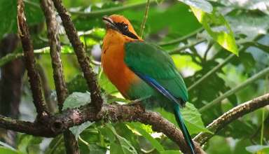 colorful Costa Rica bird