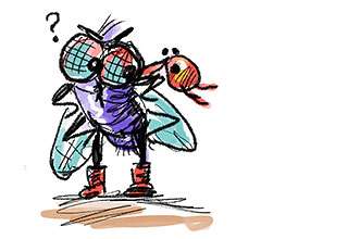 A Fly Feels a Bug on Its Back preview