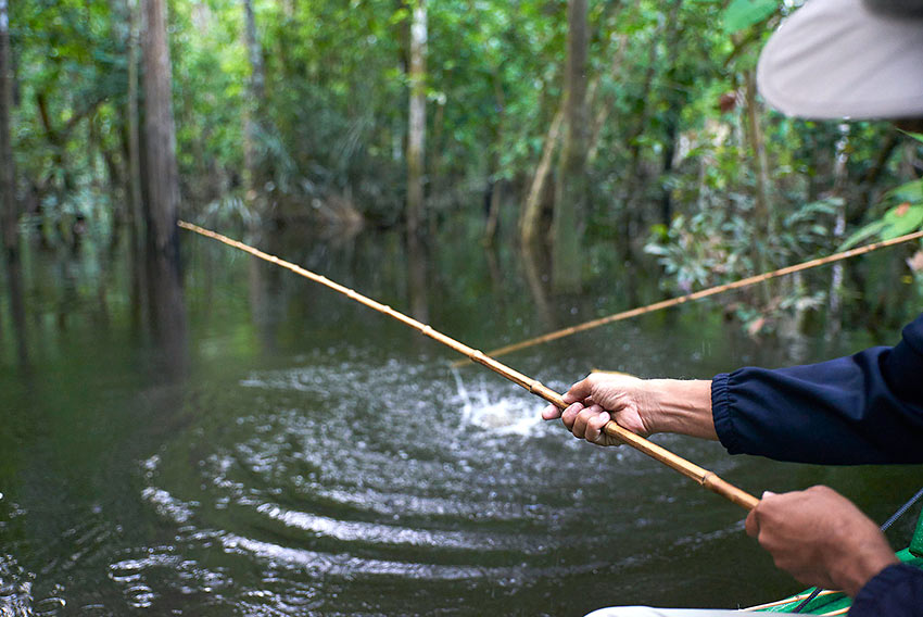 fishing for piranha