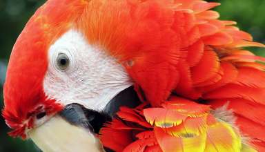 scarlet macaw