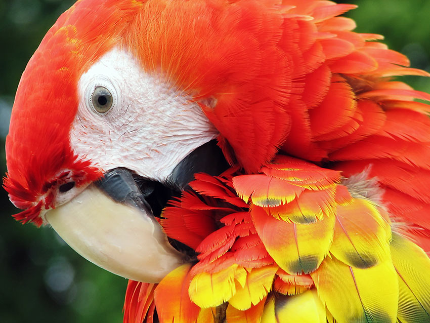 scarlet macaw