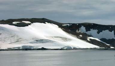Antarctic penguin