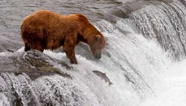 young bear fishing for salmon, Denali National Park