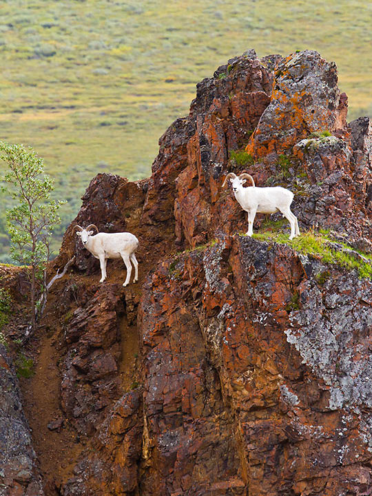 Dall sheep