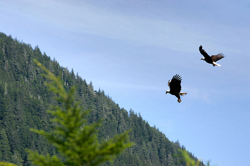 bald eagles