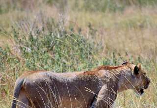 lioness