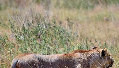 lioness