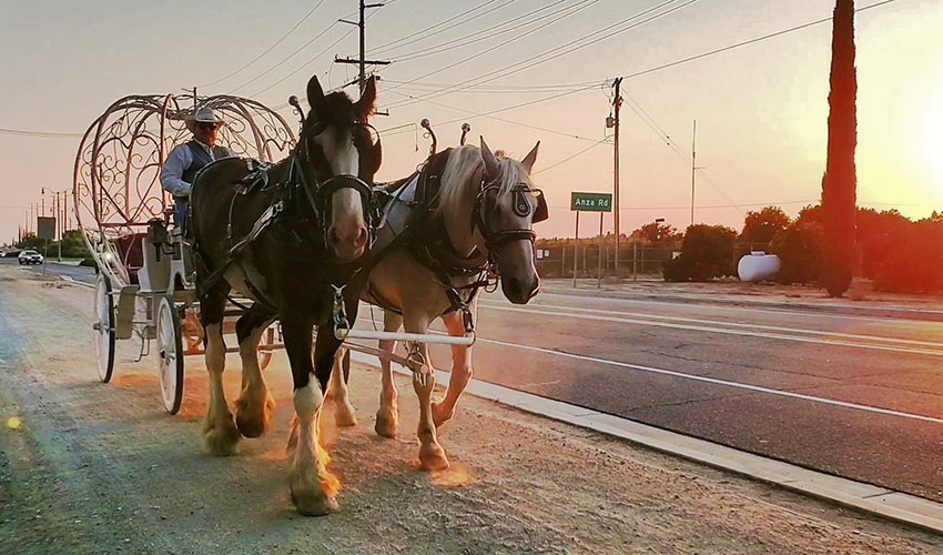 horse and carriage ride, South Coast Winery