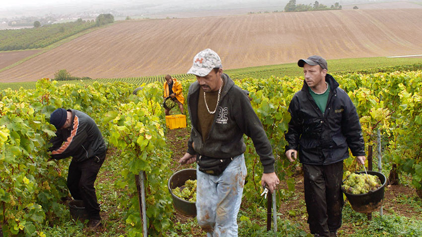 Samuel Delhaye, Miguel Delhaye, and Michel Waret hard at working picking grapes