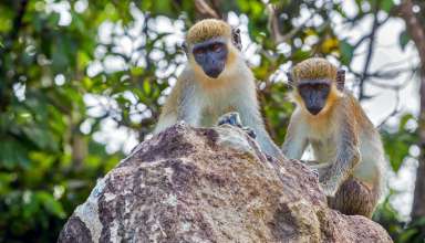 monkeys on Nevis