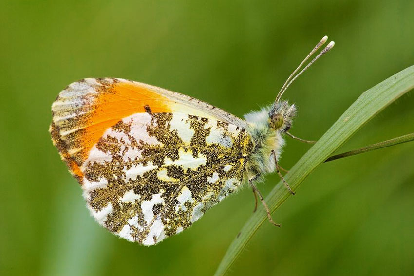 orange tip butterfly