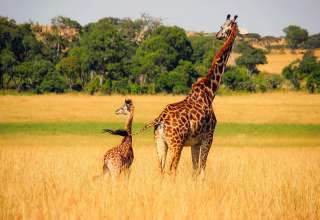 African safari
